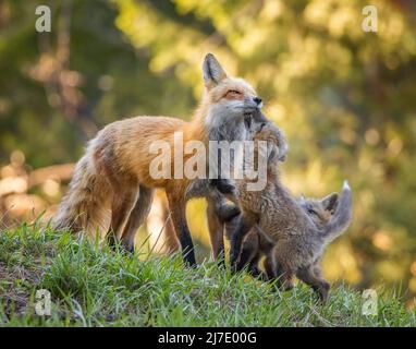 Renard roux adulte (vulpes vulpes) avec deux kits dans la forêt Colorado, États-Unis Banque D'Images