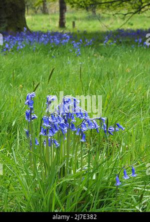 Des cloches poussent dans une forêt mixte à Rivington, dans le Lancashire, début mai. Banque D'Images