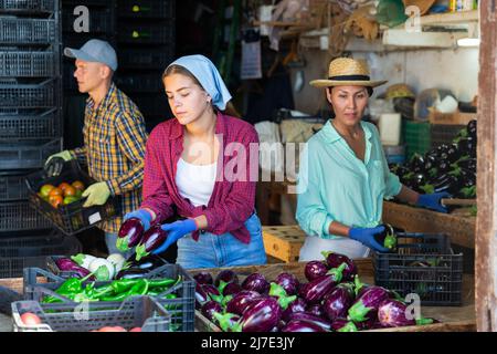 Équipe de travailleurs triant les aubergines récoltées à l'entrepôt agricole Banque D'Images