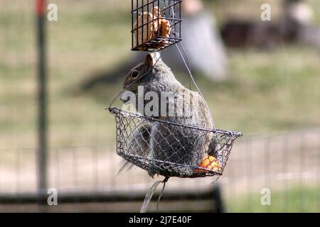 Un écureuil gris est assis dans un panier, Eating Bread Banque D'Images