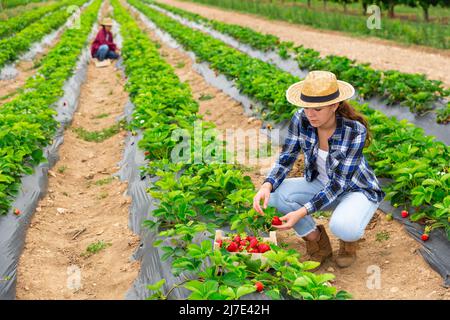 Une jeune fille agricole qui travaille dur récolte des fraises mûres sur un lit Banque D'Images