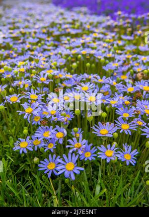 Un gros plan de la prairie verte et beaucoup de pâquerettes bleues, saison du bonheur et des fleurs Banque D'Images