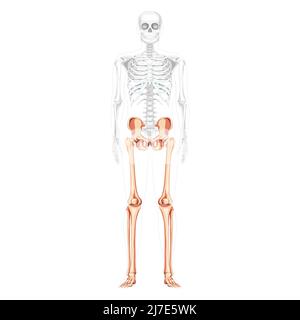 Membres inférieurs bassin humain avec jambes, cuisses pieds, chevilles squelette avant vue ventrale antérieure avec corps partiellement transparent. Illustration vectorielle de 3D couleurs naturelles réalistes et réalistes Illustration de Vecteur