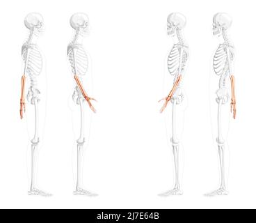 Avant-bras squelette cubitus humain, vue latérale de la main avec position des os partiellement transparente. Ensemble de concept réaliste de couleur naturelle plate Illustration vectorielle de l'anatomie isolée sur fond blanc Illustration de Vecteur