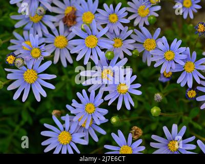 Margaritas azules, Felicia amelloides, en primavera Banque D'Images