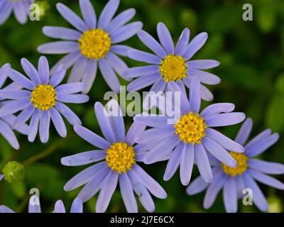 Margaritas azules, Felicia amelloides, en primavera Banque D'Images