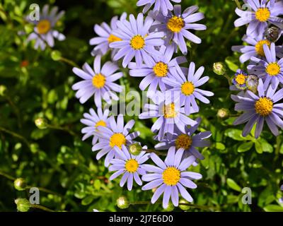 Margaritas azules, Felicia amelloides, en primavera Banque D'Images