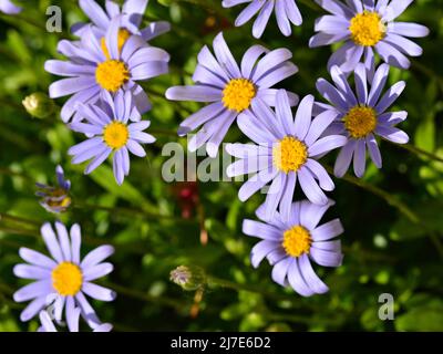 Margaritas azules, Felicia amelloides, en primavera Banque D'Images