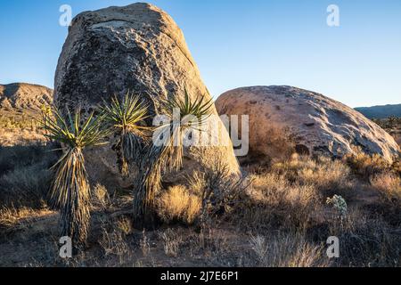 Mojave yucca au coucher du soleil dans le ciel dans le parc national de Joshua Tree. Banque D'Images