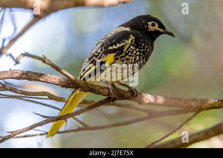 Le régent australien Honeyeater (Anthochaera phrygia), en danger critique d'extinction Banque D'Images