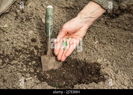 Le jardinage de fond conceptuel. Les mains de la femme plantent des graines de concombre dans le sol. Saison de travail en plein air au printemps dans un jardin domestique Banque D'Images