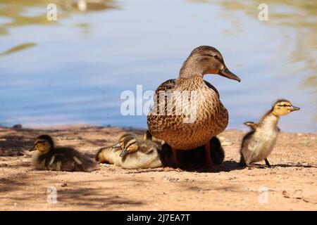 Malard femelle ou Anas platyrhynchos avec canetons reposant sur la rive d'un étang au ranch d'eau riveraine en Arizona. Banque D'Images