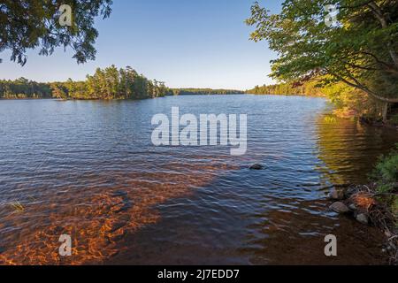 Soleil du matin Peeking dans une crique abritée sur Mountain Lake dans la région sauvage de Sylvania au Michigan Banque D'Images