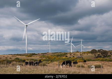 Le bétail se promène sous les éoliennes à la ferme éolienne de Musselroe, Cape Portland, Tasmanie Banque D'Images