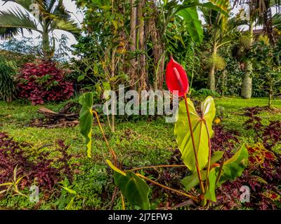 Fleurs d'anthurium rouges en fleurs, plantées dans des sacs en polysacs noirs, prêtes à être déplacées à un autre endroit Banque D'Images