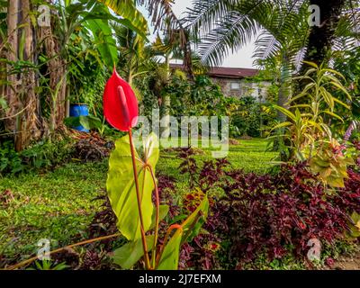 Fleurs d'anthurium rouges en fleurs, plantées dans des sacs en polysacs noirs, prêtes à être déplacées à un autre endroit Banque D'Images