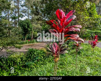 Plante de palmier-lis à feuilles larges qui a des feuilles à motifs rouges et vertes attrayantes, plantées sur le côté de la route, comme une décoration de rue de village Banque D'Images