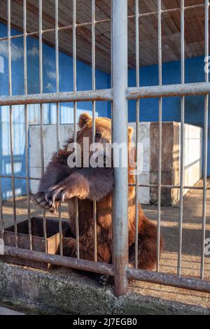 Russie, Dagestan, 2 avril 2022. Triste ours dans la cage d'animaux au zoo. L'ours sauvage a coincé le nez à travers les barres de cage d'animaux et veut l'abeille libre. Ours brun s Banque D'Images