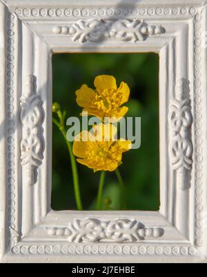 Fleurs de marais jaune Marigold fleurs (Maltha palustris) dans le cadre blanc d'image ornementale. Banque D'Images