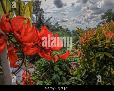 Vigne de Jade les plantes florales qui sont en fleur sont orange, les feuilles sont minces et larges, vert brunâtre, plantées pour décorer la cour Banque D'Images