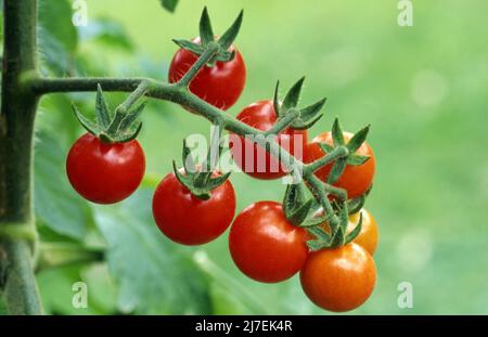 TOMATES CERISES (LYCOPERSICON PIMPINELLIFOLIUM) POUSSANT SUR LA VIGNE. Banque D'Images