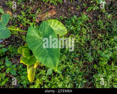 La plante de Taro qui pousse sur le côté de la route a de larges feuilles vertes minces, de belles conditions naturelles rurales Banque D'Images