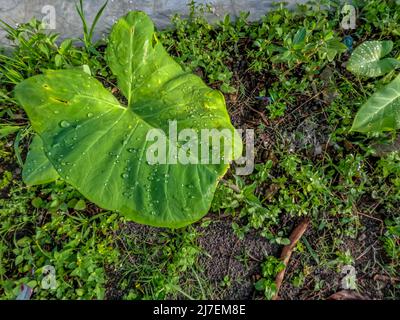 La plante de Taro qui pousse sur le côté de la route a de larges feuilles vertes minces, de belles conditions naturelles rurales Banque D'Images