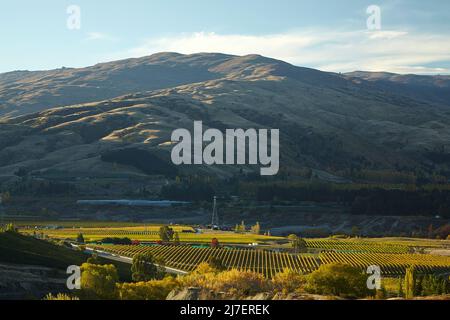 Couleurs d'automne, Felton Road, Bannockburn, et Pise Range, près de Cromwell, Centre d'Otago, Île du Sud, Nouvelle-Zélande Banque D'Images