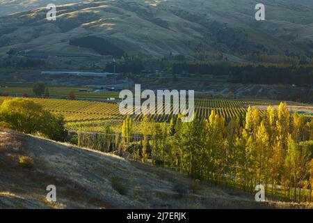 Couleurs d'automne, Felton Road, Bannockburn, et Pise Range, près de Cromwell, Centre d'Otago, Île du Sud, Nouvelle-Zélande Banque D'Images