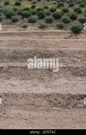 Image verticale d'un sol sablonneux préparé avec de faibles buissons en arrière-plan Banque D'Images