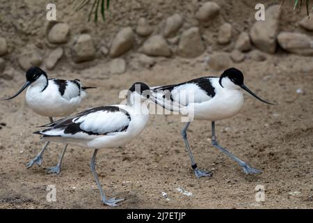 Troupeau d'avocats à pied, oiseau de wader noir et blanc (Recurvirostra avosetta) Banque D'Images