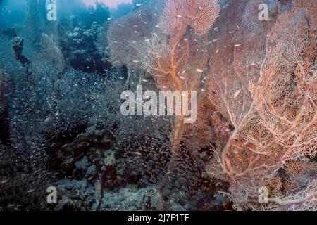 Ventilateurs géants de la mer gorgonienne (Subergorgia hicksoni) dans la mer Rouge, Égypte Banque D'Images