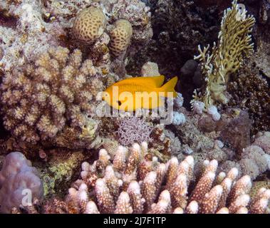 Un Damsel de citron (Amblyglyphidodon aureus) dans la mer Rouge, Égypte Banque D'Images