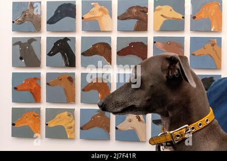 Le Greyhound italien visite la foire d'art abordable de Hampstead Heath Londres 7/5/2022 Banque D'Images