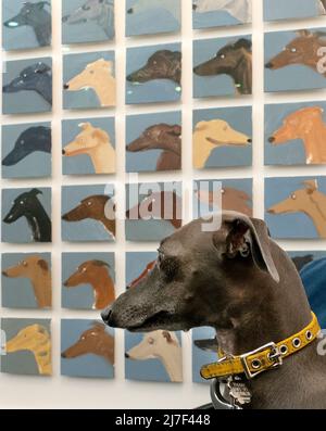 Le Greyhound italien visite la foire d'art abordable de Hampstead Heath Londres 7/5/2022 Banque D'Images