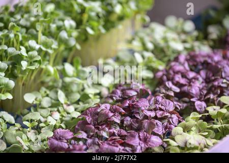 Des rangées de pousses d'herbes différentes comme ingrédient frais et sain pour divers plats, gros plan, foyer sélectionné, très faible profondeur de champ Banque D'Images