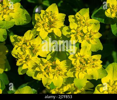 Coussin sphègne (Euphorbia epithymoides) KIT jardin botanique Karlsruhe, Bade-Wurtemberg, Allemagne Banque D'Images