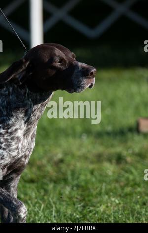 German Shorthair pointeur marchant dans le cadre de gauche Banque D'Images