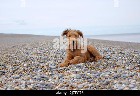 mignon chien de terrier irlandais sur la plage de galets, norfolk, angleterre Banque D'Images