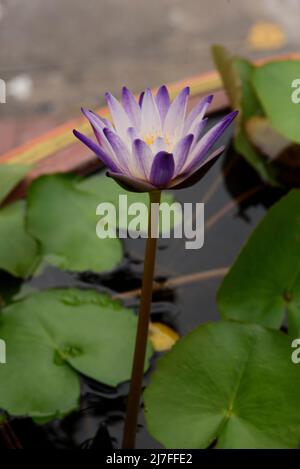 magnifique nénuphar violet et jaune sur une longue tige avec des coussins de nénuphars verts et pon en arrière-plan. Banque D'Images