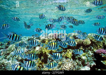 Sergent grands poissons ou píntanos (Abudefduf saxatilis), croisière sur un récif de corail, Hurghada, Egypte, Mer Rouge Banque D'Images