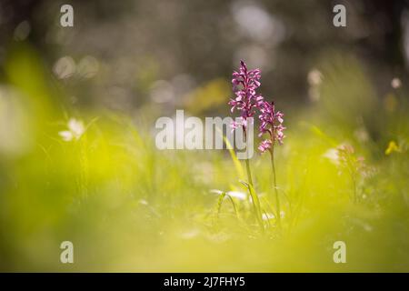 Orchidée papillon (Anacamptis papilionacea (anciennement Orchis papilionacea)) photographiée en Israël en mars Banque D'Images