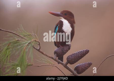 le kingfisher à gorge blanche (Halcyon smyrnensis), également connu sous le nom de kingfisher à poitrine blanche, est un arbre de kingfisher, l'adulte a un dos bleu vif, WIN Banque D'Images