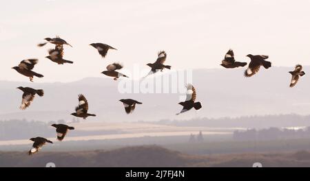 Myna Common Myna Acridotheres (ou indiennes tristis). Cet oiseau est originaire de l'Asie du sud de l'Afghanistan à Sri Lanka. L'Myna a été introduit en Banque D'Images