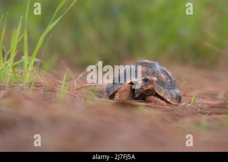 La tortue à pieds rouges (Chelonoidis carbonarius) est une espèce de tortue du nord de l'Amérique du Sud. Ils sont populairement gardés comme animaux de compagnie, et au-dessus-coll Banque D'Images