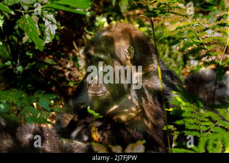 Gorille de montagne (Gorilla beringei beringei) photographiée au parc national de Bwindi impénétrable (BINP) dans le sud-ouest de l'Ouganda, le gorille est Banque D'Images