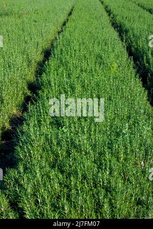 Un champ de romarin cultivé (Rosmarinus officinalis) photographié en Israël en novembre Banque D'Images