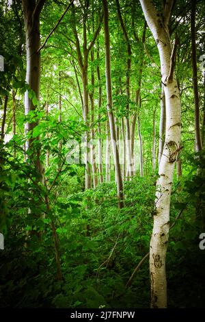 Jeunes bouleaux avec des feuilles vertes fraîches dans une forêt dense Banque D'Images