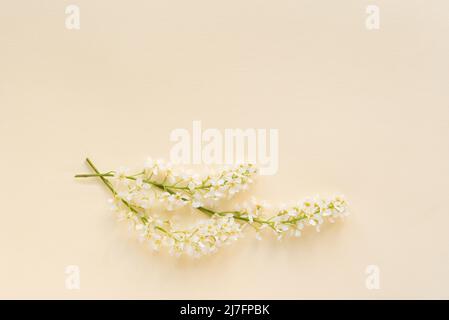 Trois branches de cerisier d'oiseau blanc en fleurs sur un fond pastel simple et délicat. Banque D'Images