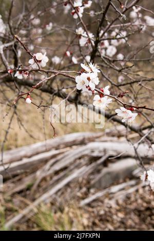 L'abricot fleurit dans l'une des rues abandonnées de la ville fantôme de Pripyat, zone d'aliénation de la centrale nucléaire de Tchernobyl, Ukraine Banque D'Images